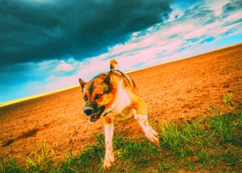 A Comprehensive Overview of Nevada Dog Bite Laws  Dog Bite King Law Group