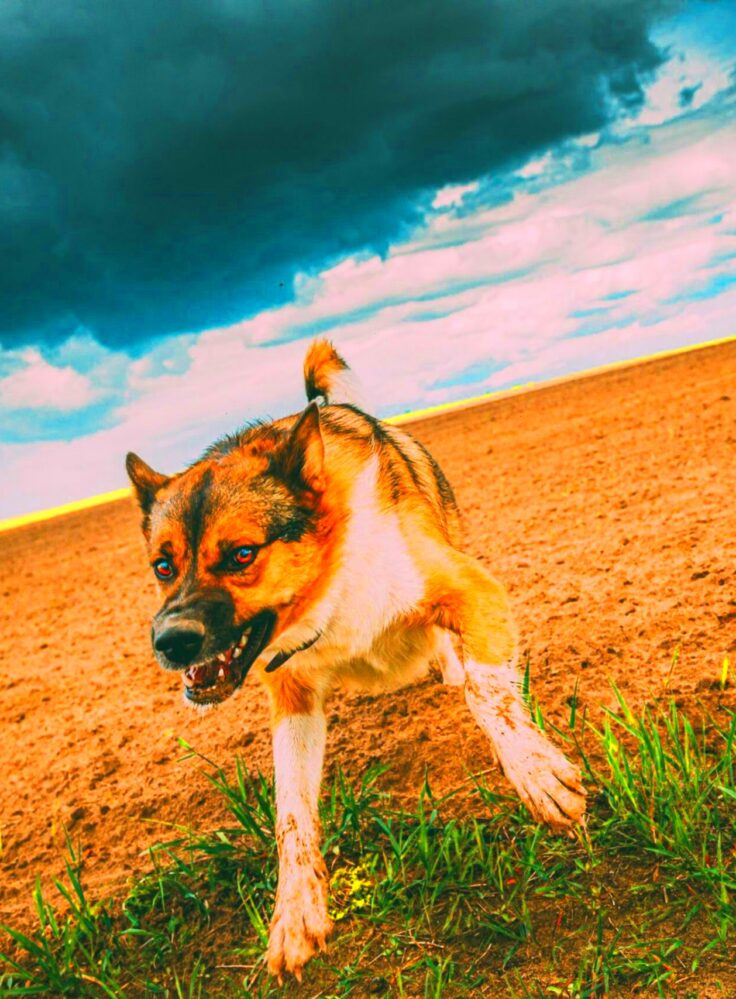 A Comprehensive Overview of Nevada Dog Bite Laws  Dog Bite King Law Group