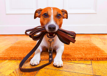 Rockford Dog Leash Laws