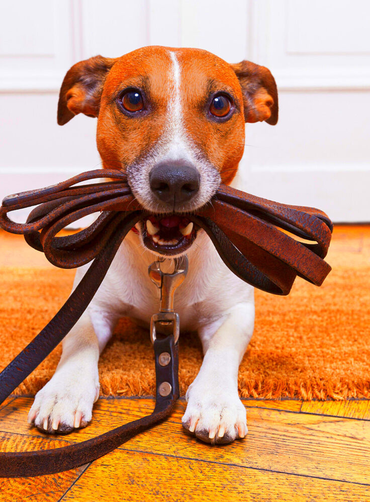 Rockford Dog Leash Laws