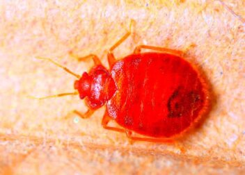 Arizona Bed Bug Laws  Burns Pest Elimination