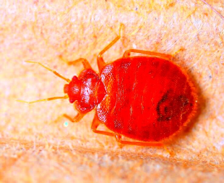 Arizona Bed Bug Laws  Burns Pest Elimination