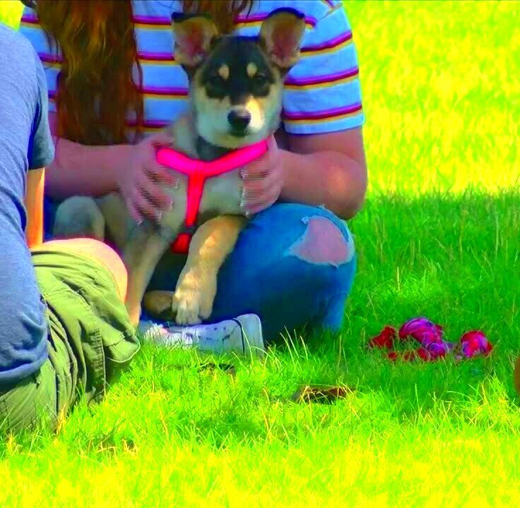 Leash laws for dogs  YouTube