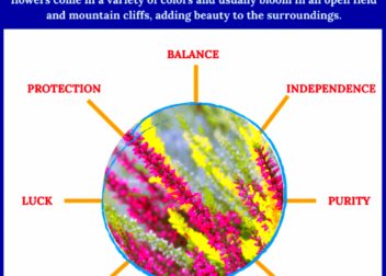 Heather  Symbolism and Meaning  Symbol Sage