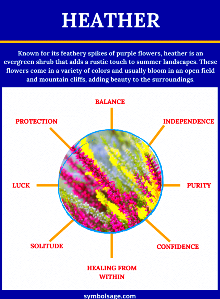 Heather  Symbolism and Meaning  Symbol Sage