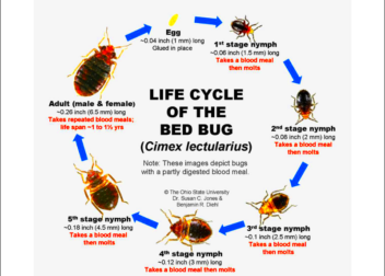 Bed Bug Facts  Know them all  Bed Bug Guide