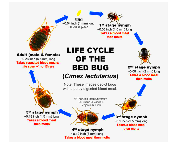 Bed Bug Facts  Know them all  Bed Bug Guide