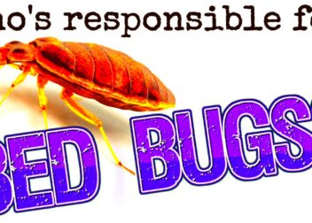 Whos Responsible for Bed Bugs  Landlord Tips  YouTube