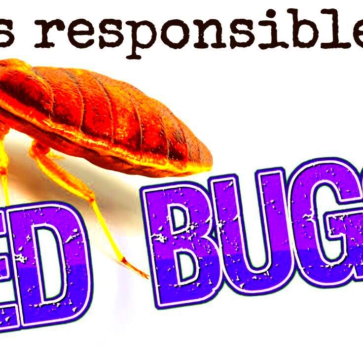 Whos Responsible for Bed Bugs  Landlord Tips  YouTube