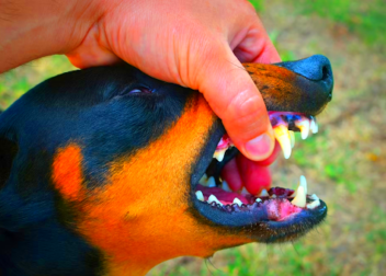 Navigating Minnesotas Dog Bite Laws Understanding Owner Liability