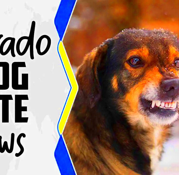 Colorado Dog Bite Laws  Explain In Detail