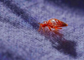 Michigan Bed Bug Laws  Pest Phobia