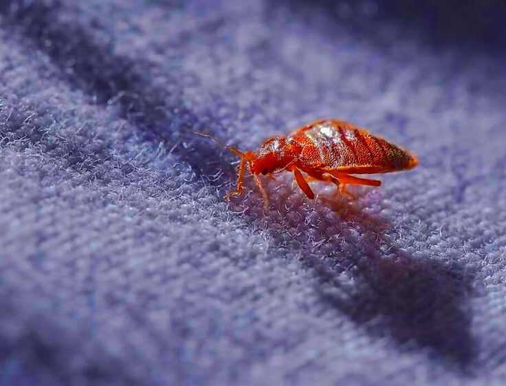 Michigan Bed Bug Laws  Pest Phobia