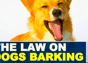 The laws around dog barking noise and how to avoid trouble  Teesside Live