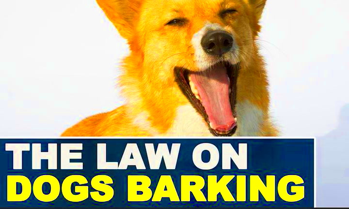 The laws around dog barking noise and how to avoid trouble  Teesside Live