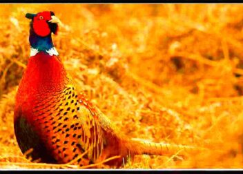 Iowa Pheasant Hunting Season 20232024 New Dates  Rules