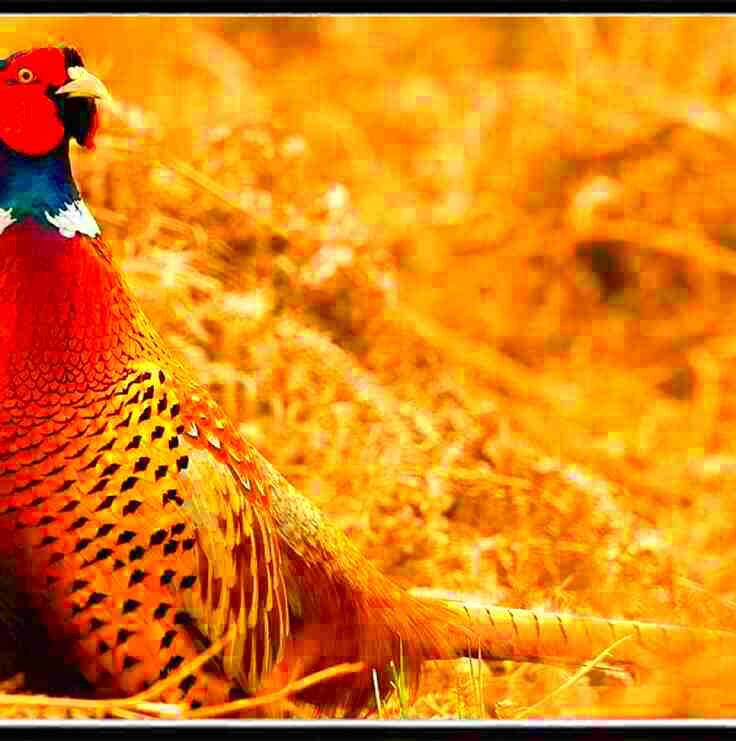 Iowa Pheasant Hunting Season 20232024 New Dates  Rules