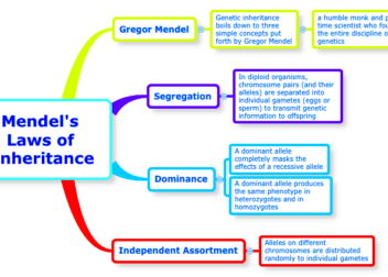 Genetics Gregor mendel Genetic inheritance