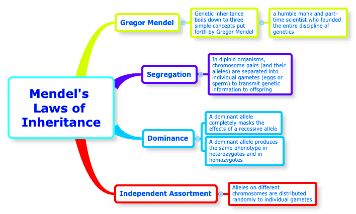 Genetics Gregor mendel Genetic inheritance