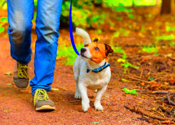 Leashes and Leads Dog Leash Safety  Town  Country Animal Hospital