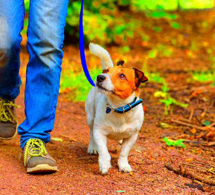 Leashes and Leads Dog Leash Safety  Town  Country Animal Hospital