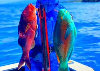 The Best Spearfishing Spots in California  ALL THE FISHING RESOURCES YOU