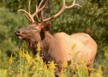 Idaho Shed Hunting Laws Explained