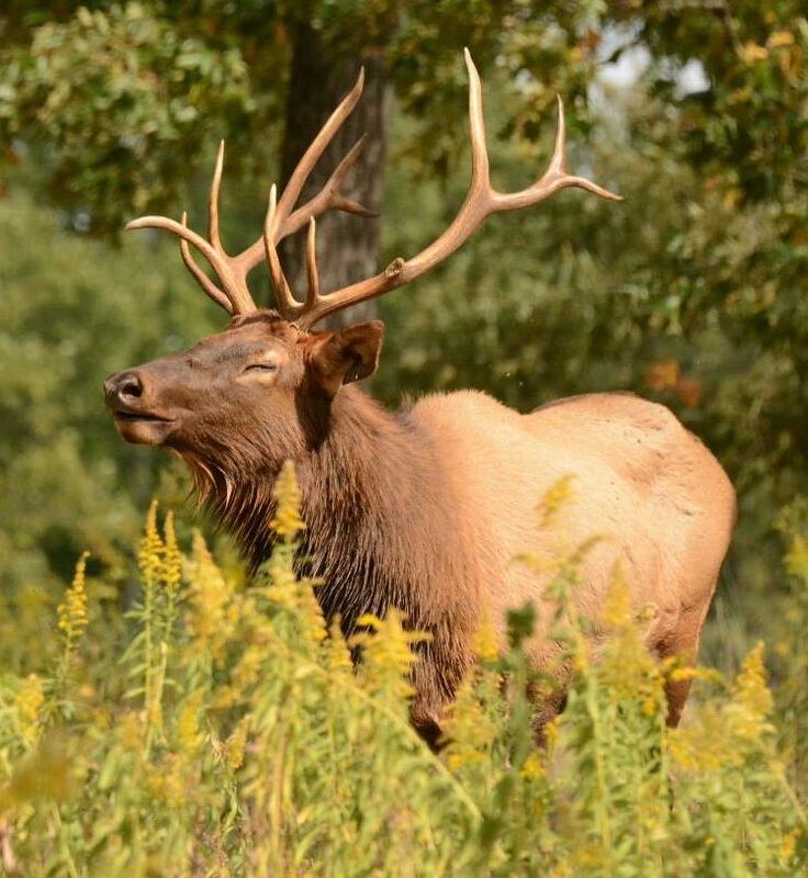 Idaho Shed Hunting Laws Explained